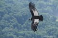 condor_3347