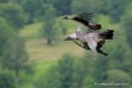 vautour_3357