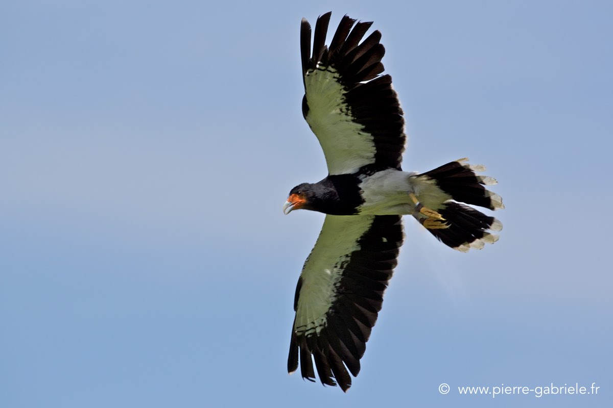 caracara_4111.jpg