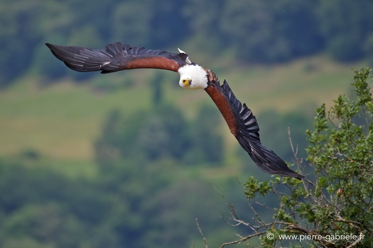 pygargue_3998.jpg