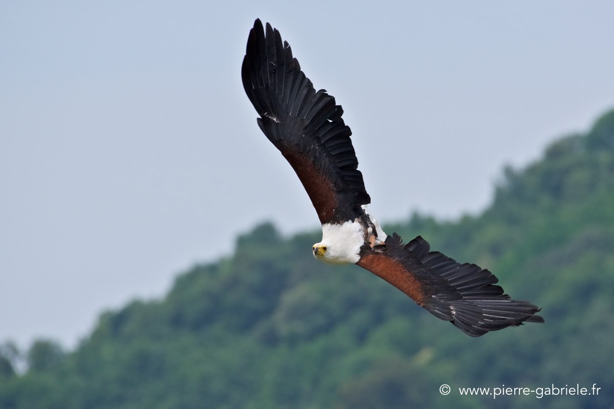pygargue_4003.jpg