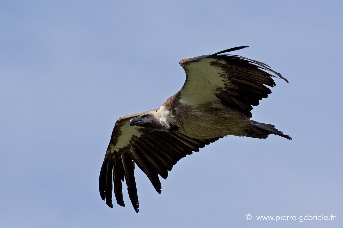 vautour_4217.jpg