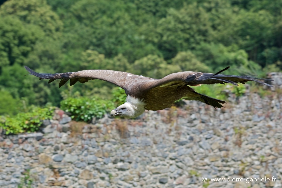 vautour_4220.jpg