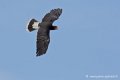 caracara_4081