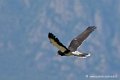 caracara_4092