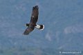 caracara_4107