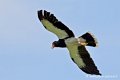 caracara_4112