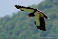 caracara_4117
