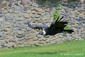 condor_4189