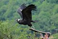 condor_4194