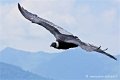 condor_4198