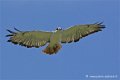 desaugures_4137