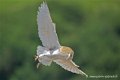 effraie_4141