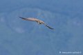faucon_4032