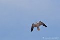 faucon_4047