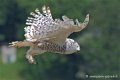 harfang_4157