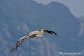 percnoptere_4095