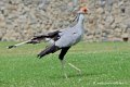 serpentaire_4076