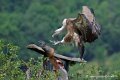 vautour_4205