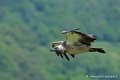 vautour_4213