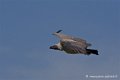 vautour_4215