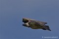 vautour_4216