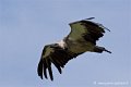 vautour_4217