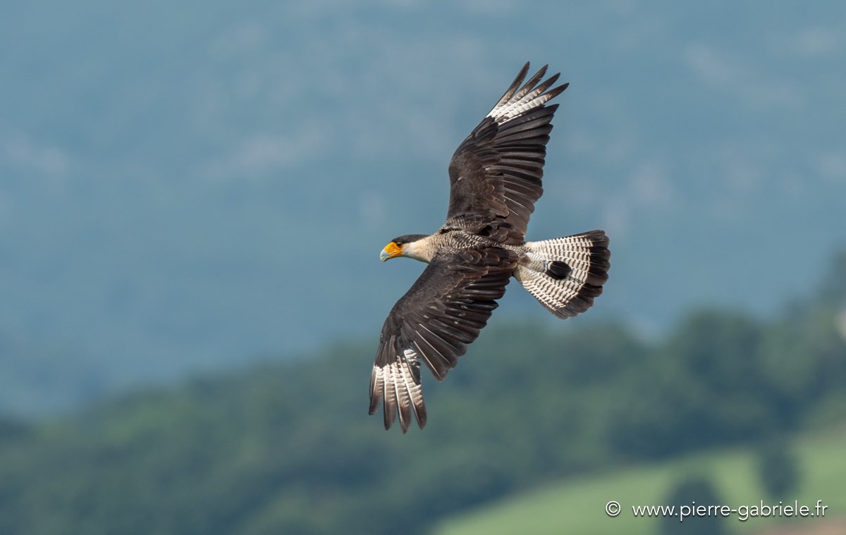 caracara-g92_6158.jpg