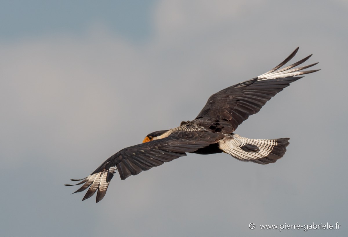 caracara-g92_6159.jpg