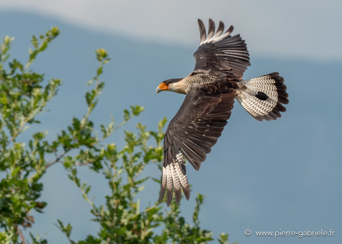 caracara-g92_6160.jpg