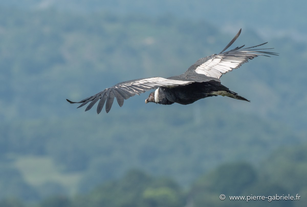 condor-g92_6220.jpg