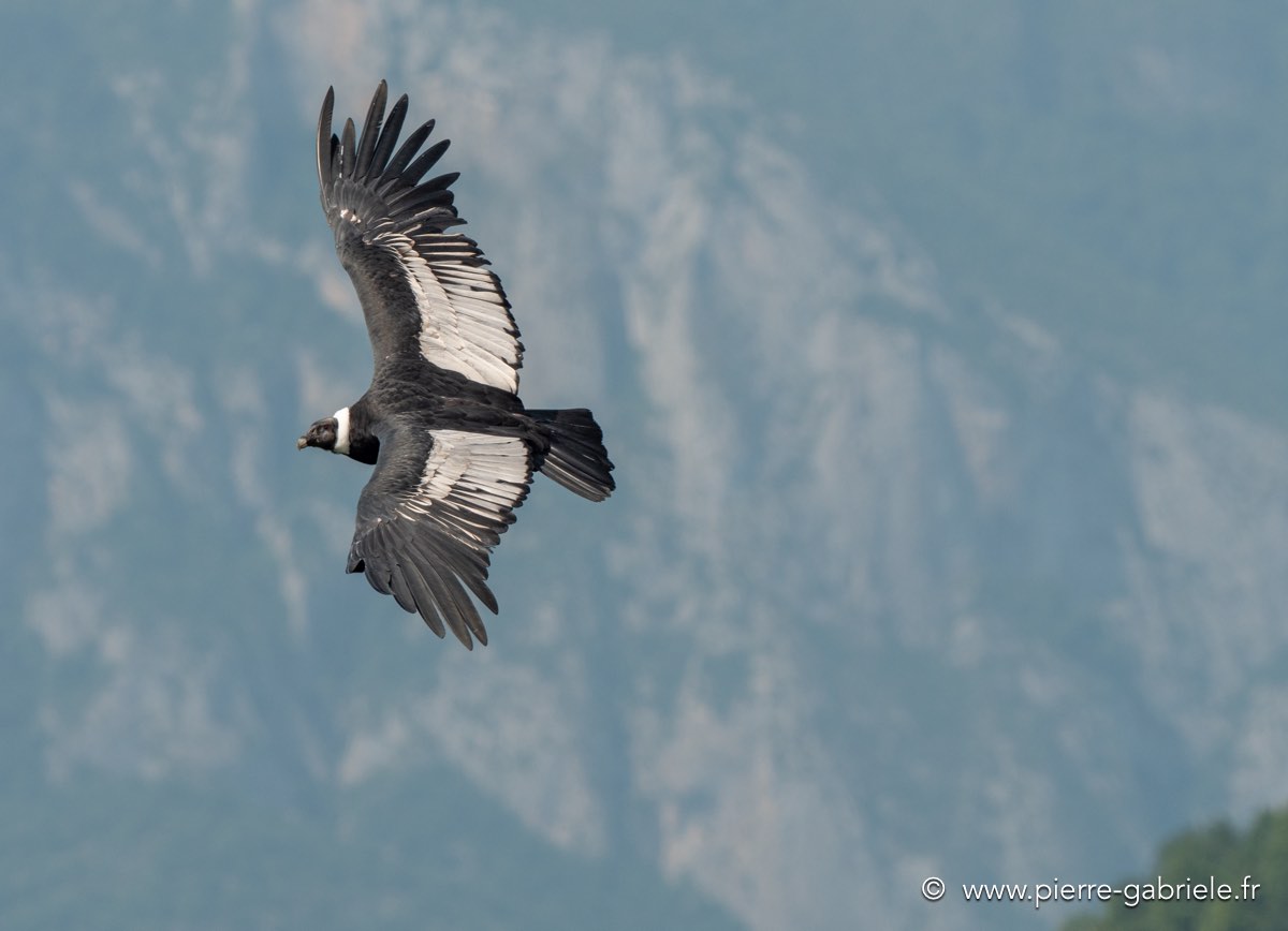 condor-g92_6229.jpg