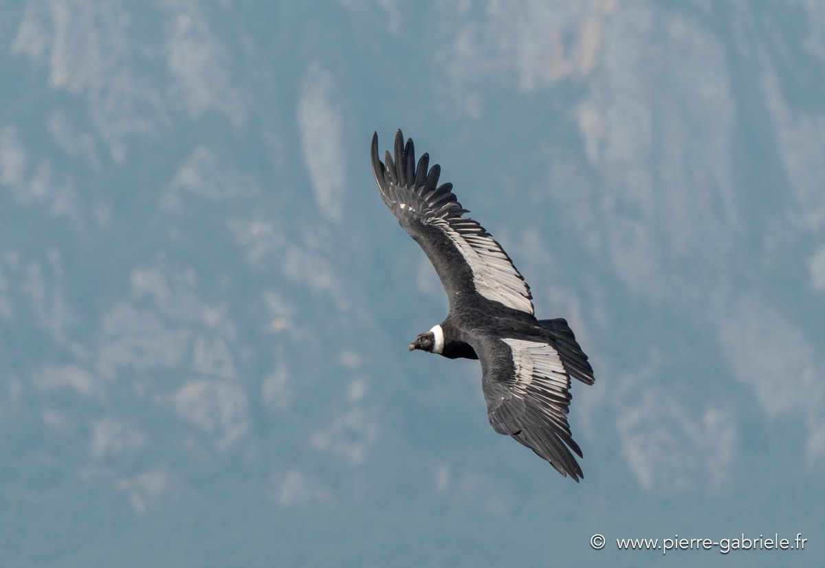 condor-g92_6230.jpg