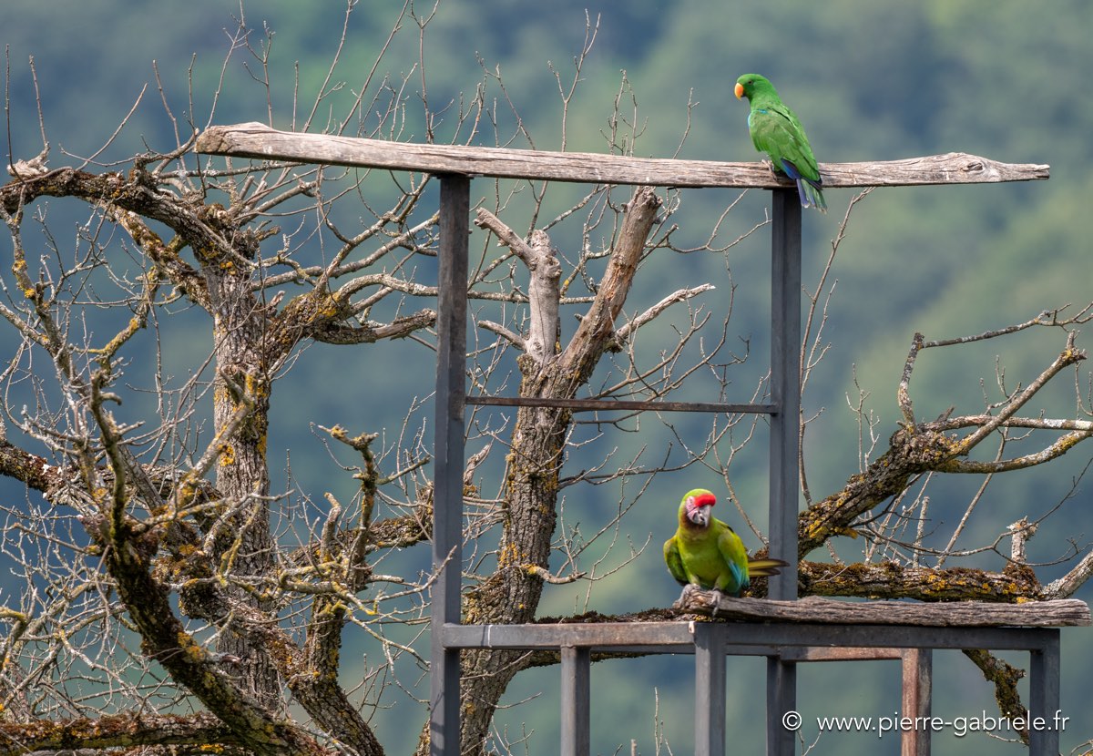 eclectus-ara-g92_6253.jpg
