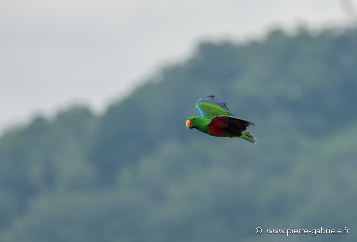 eclectus-g92_6264.jpg