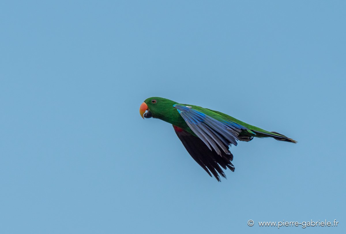 eclectus-g92_6268.jpg
