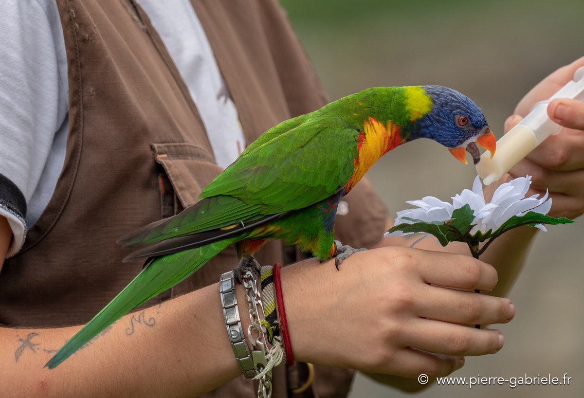 loriquet-g92_6260.jpg