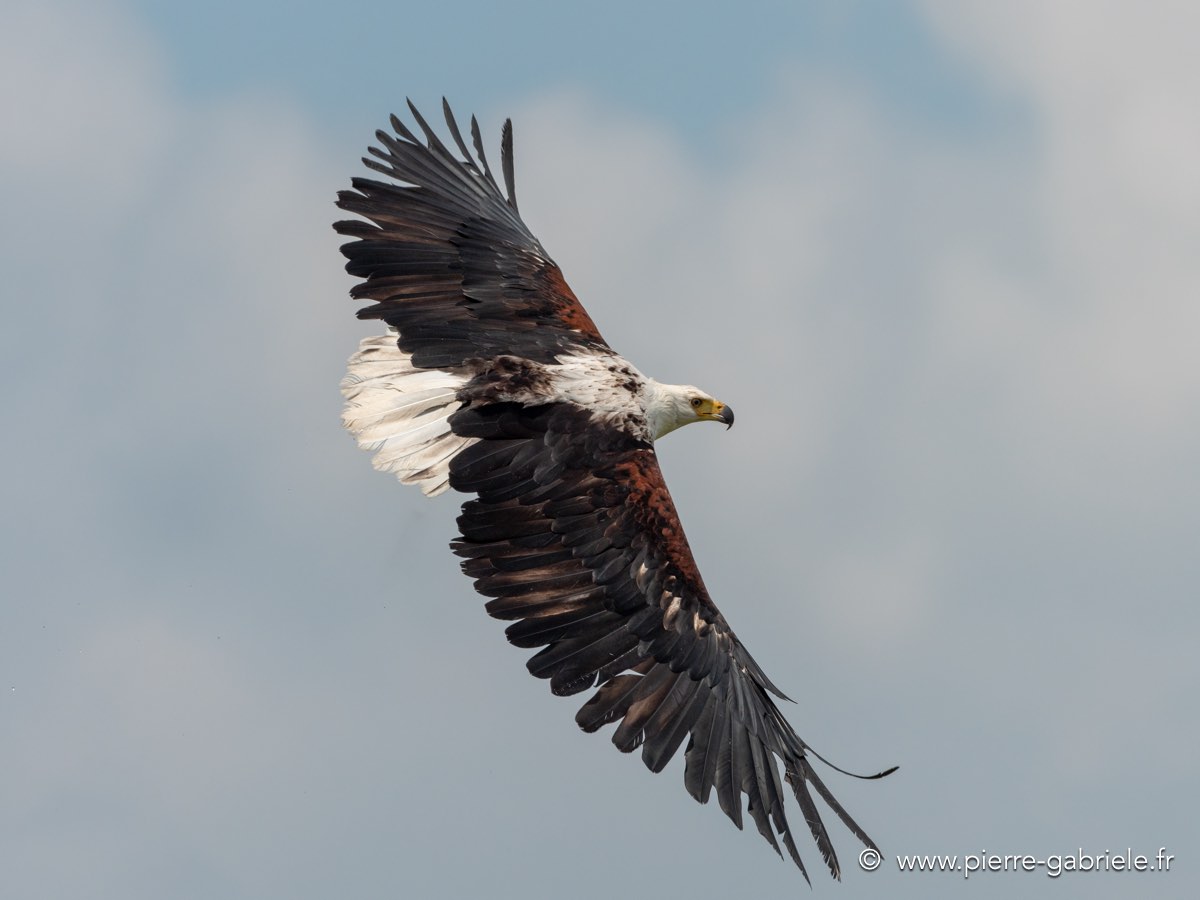 pygargue-g92_6105.jpg