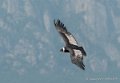 condor-g92_6230