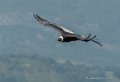 condor-g92_6232