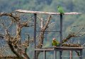 eclectus-ara-g92_6253