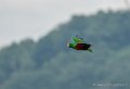 eclectus-g92_6264