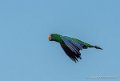 eclectus-g92_6268