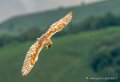 effraie-g92_6178