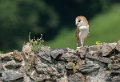 effraie-g92_6184