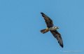 faucon-g92_6119