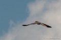 faucon-g92_6127