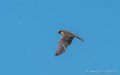faucon-g92_6132