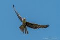 faucon-g92_6139