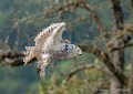 harfang-g92_6190